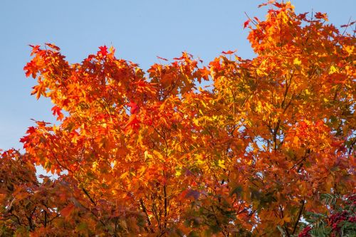 autumn orange leaves