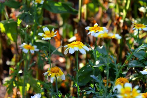 autumn daisy beautiful flowers