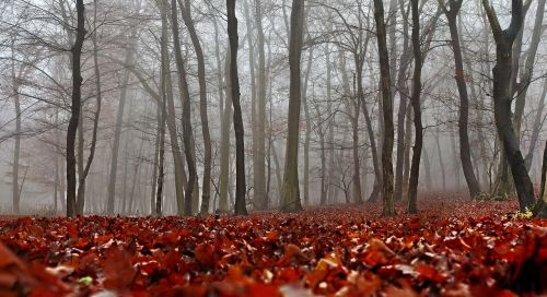 autumn nature forest