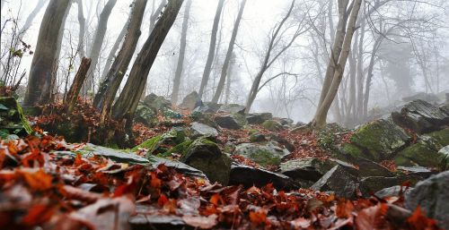 autumn nature forest