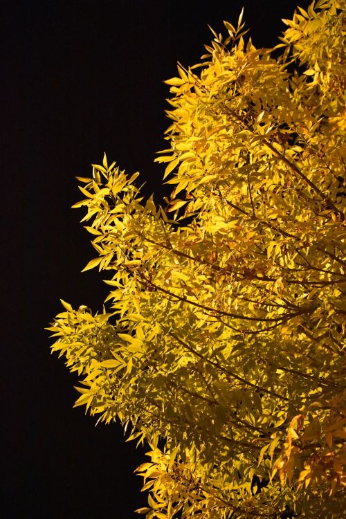 autumn leaves night