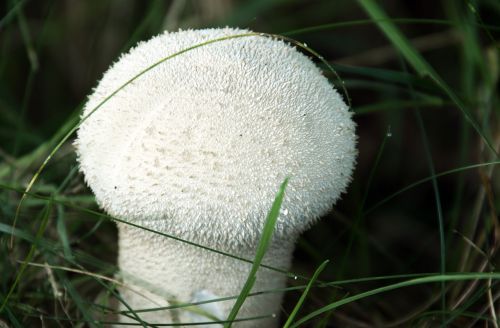 autumn mold mushroom