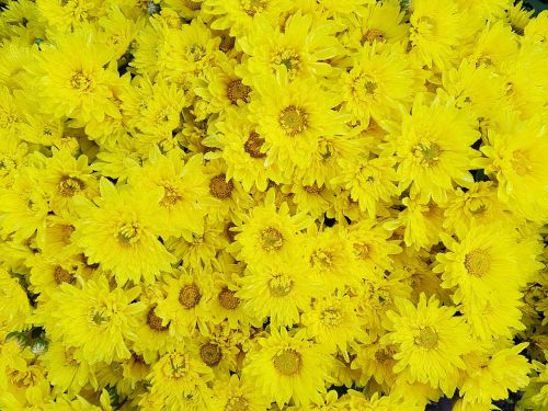 autumn chrysanthemum small yellow flowers