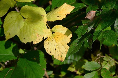 autumn leaves nature