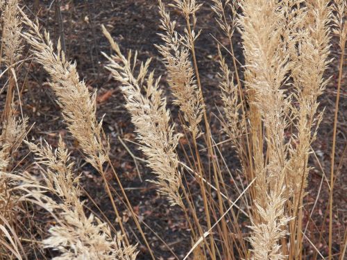 autumn grass wheat