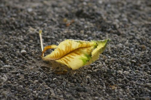 autumn leaf leaves in the autumn