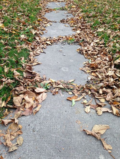 autumn leaves sidewalk