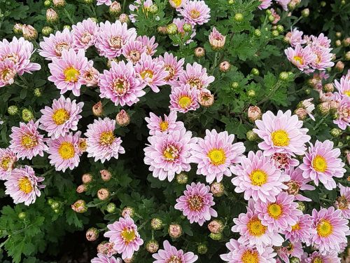 autumn chrysanthemum flowers