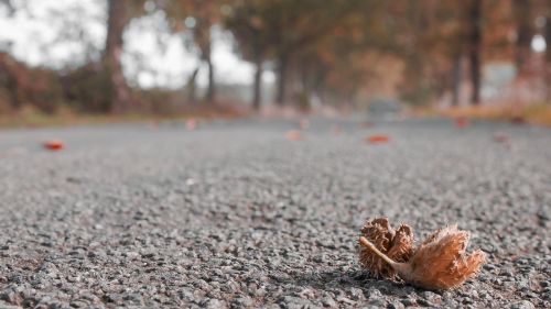 autumn season road