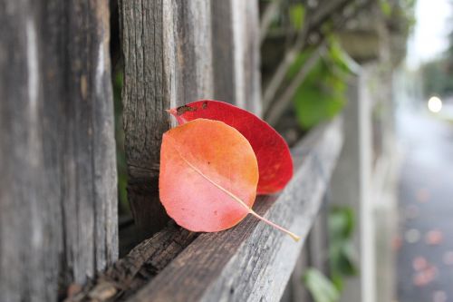 autumn leaves autumn leaves