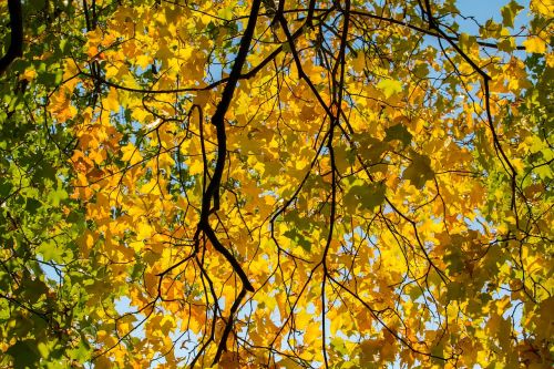 autumn leaf yellow