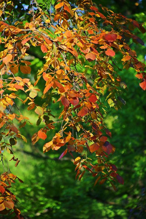 autumn beauty dere