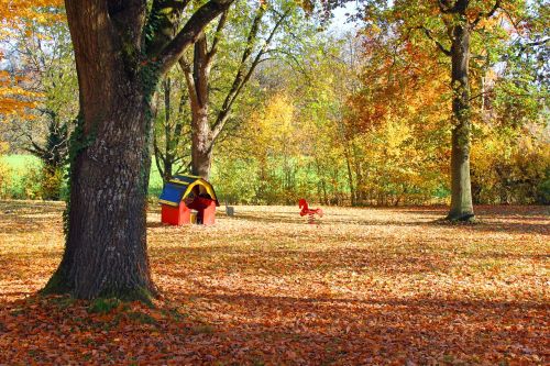 autumn leaves forest