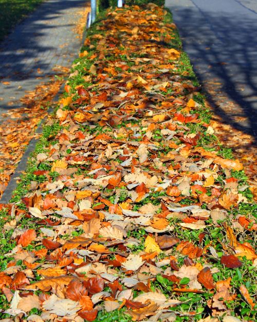 autumn leaves forest