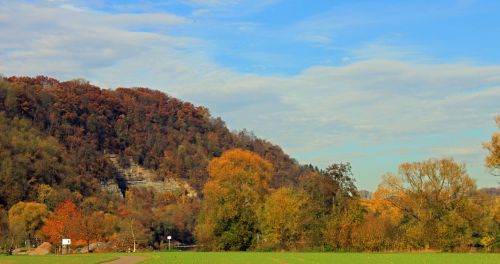 autumn leaves forest