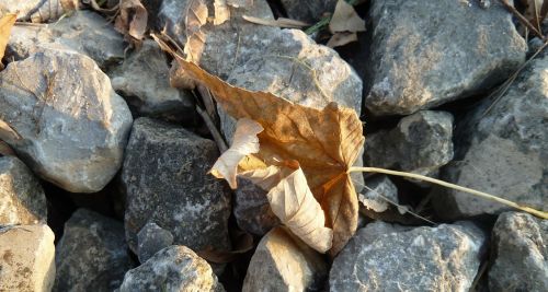 autumn fall foliage leaves in the autumn