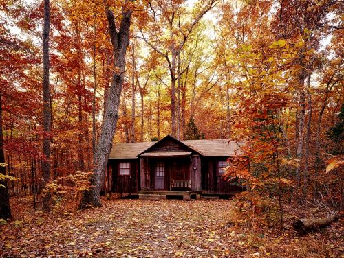 autumn fall foliage