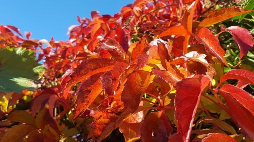 autumn plant red