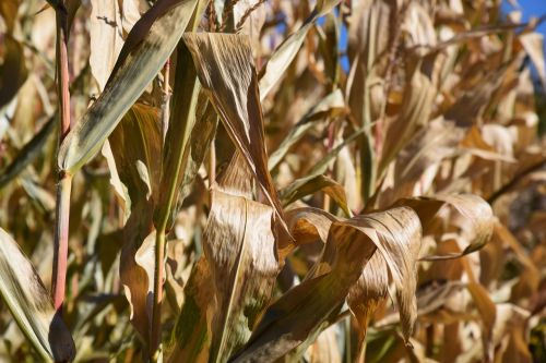 autumn nature corn