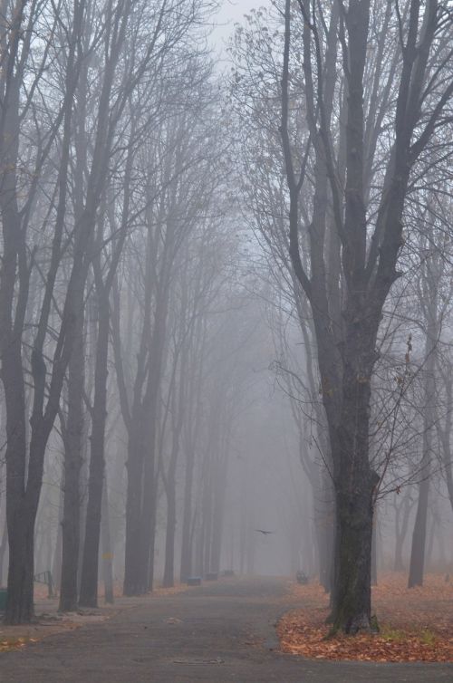 autumn fog alley
