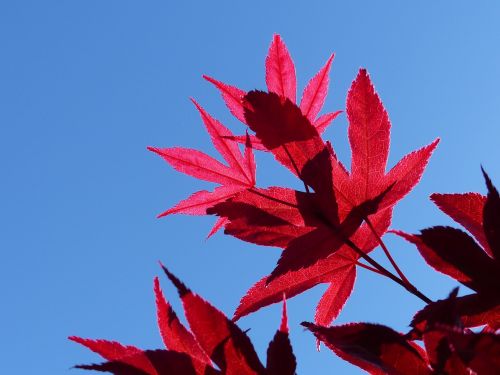 autumn blue sky red