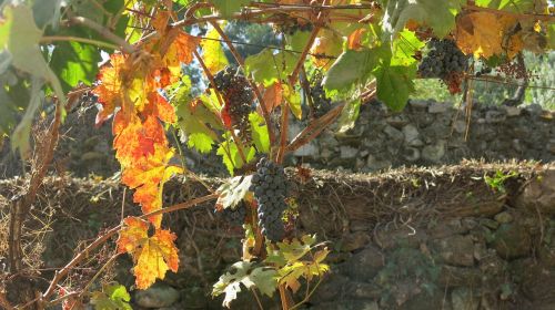 autumn vintage vine