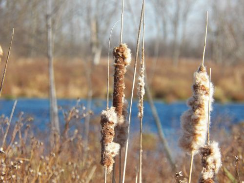 autumn cattails reed