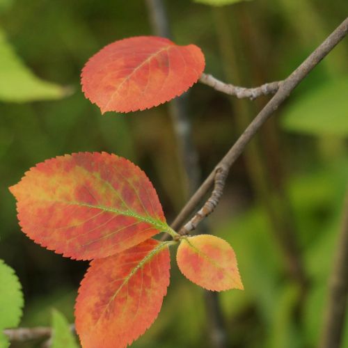 autumn red leaves aronia