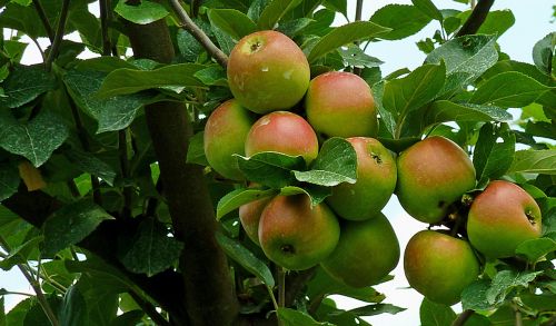 autumn apple harvest