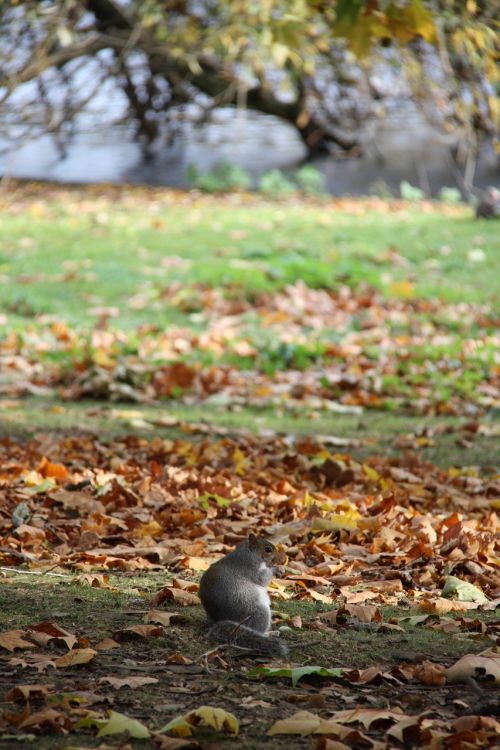 autumn squirrel in the park