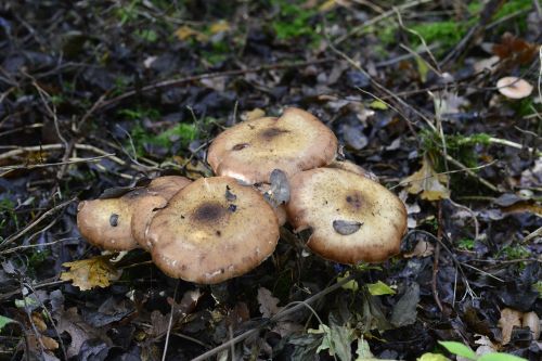autumn mushroom nature