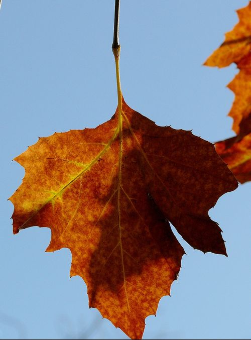 autumn autumn leaf fall color