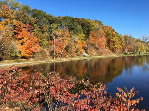 autumn fall leaves