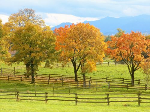 autumn trees colorful