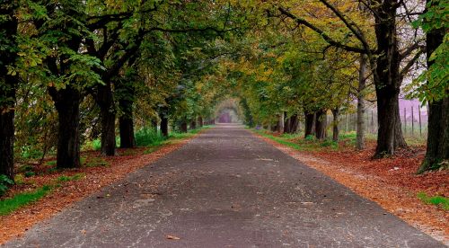 autumn road trees