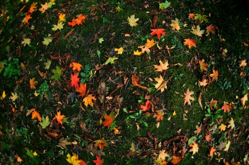 autumn foliage leaves