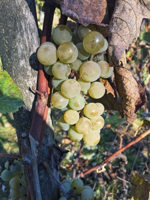 autumn grapes garden