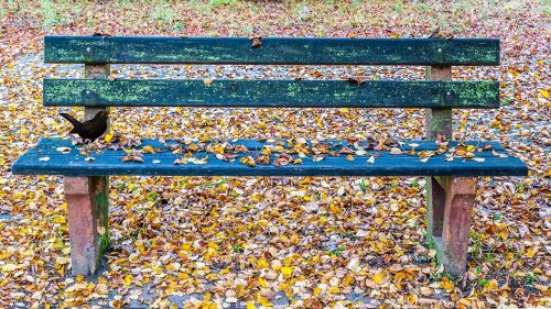 autumn leaves bank