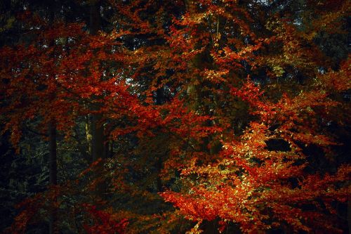 autumn season red