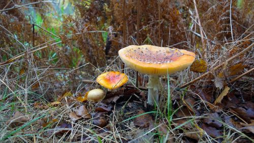 autumn nature forest