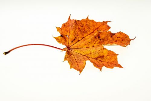 autumn leaves leaf