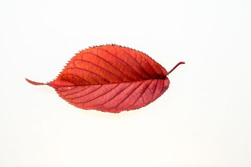 autumn leaves leaf