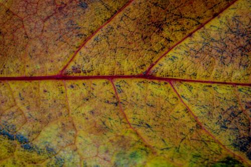 autumn leaves leaf