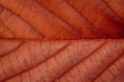 autumn leaves leaf