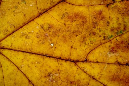 autumn leaves leaf