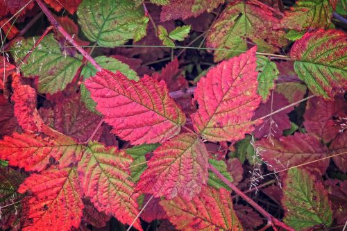 autumn colorful leaves fall color