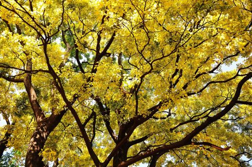 autumn golden yellow shade