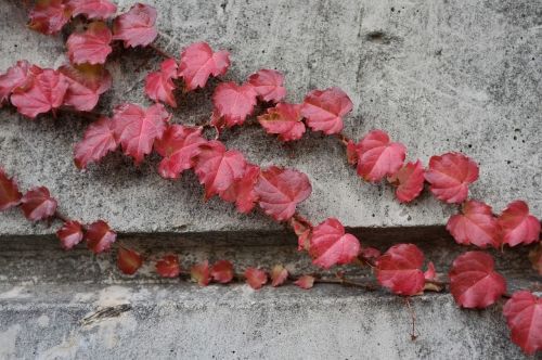 autumn pool wall