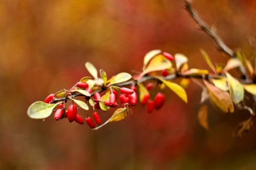 autumn foliage branch