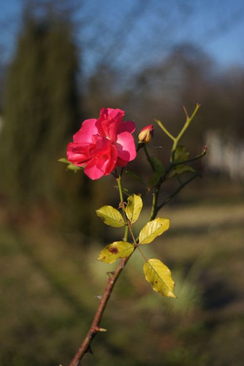 autumn foliage branch